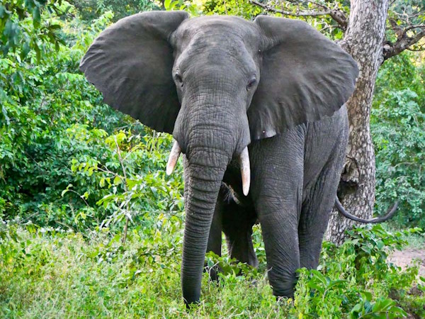 🐘 Discover Majete’s Giants with Mame Car Hire 🚗🌿